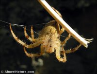 Araneus diadematus