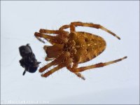 Araneus sp.