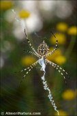 Argiope lobata