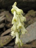 Aconitum lamarckii