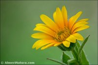 Calendula arvensis