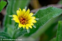 Calendula tripterocarpa