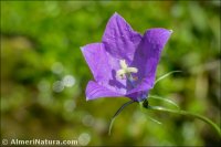 Campanula herminii