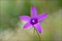Campanula matritensis