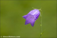 Campanula rotundifolia
ssp willkommii