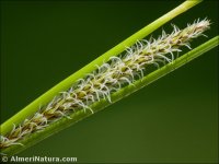 Carex camposii