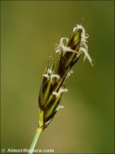 Carex divisa