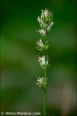 Carex divulsa