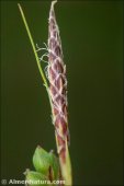 Carex hallerana