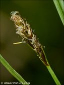 Carex leporina