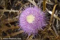 Carlina gummifera