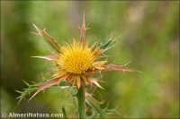 Carlina hispanica