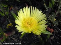 Carpobrotus edulis