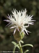Centaurea aspera
ssp stenophylla