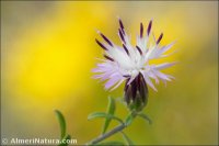 Centaurea aspera