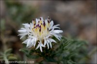 Centaurea boissieri