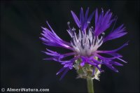 Centaurea graminifolia