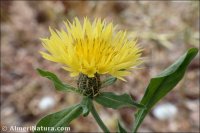 Centaurea involucrata