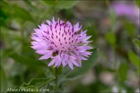 Centaurea malacitana