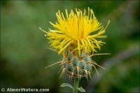 Centaurea ornata