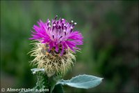 Centaurea seridis