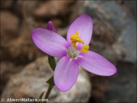 Centaurium grandiflourm
 ssp majus