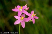 Centaurium pulchellum