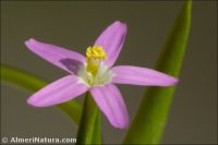 Centaurium quadrifolium