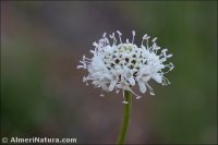 Cephalaria linearifolia