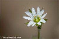 Cerastium pumilum