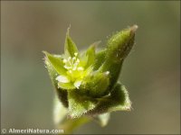 Cerastium semidecandrum