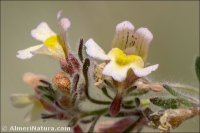 Chaenorhinum crassifolium