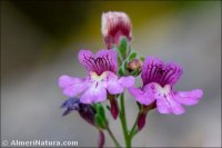 Chaenorhinum crassifolium