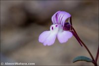 Chaenorhinum grandiflorum