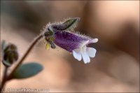 Chaenorhinum rubrifolium