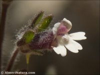 Chaenorhinum rubrifolium