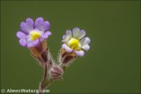 Chaenorhinum villosum
subsp. granatense