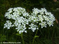 Chaerophyllum hirsutum