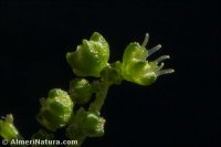 Chenopodium album