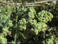 Chenopodium opulifolium