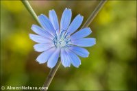 Cichorium intybus