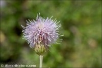 Cirsium arvense