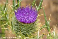 Cirsium odontolepis