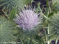 Cirsium odontolepis