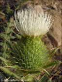 Cirsium odontolepis