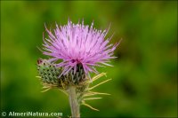 Cirsium pyrenaicum