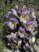 Cistanche lutea
 var. violaceoides