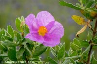 Cistus albidus