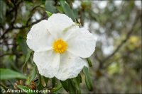 Cistus ladanifer