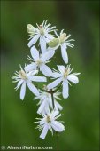 Clematis flammula